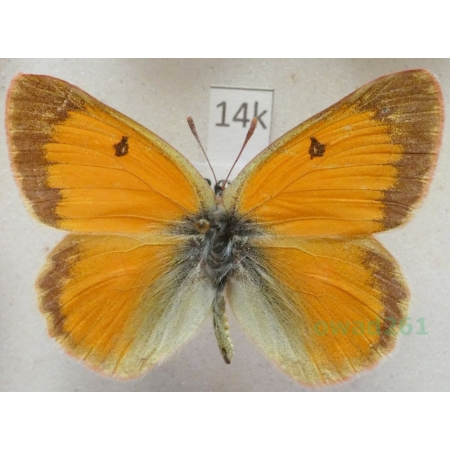Colias staudingeri Alpheraky, 1881 male Kyrgyzstan14k